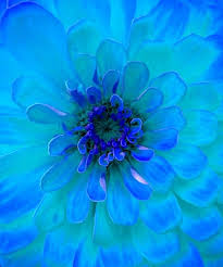 Turquoise blue flower is a popular spray flower in the pompom family. Pin On Turquoise Aqua Flowers