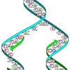 Hydrogen bonds form between the nitrogenous bases in a dna molecule. 1