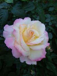 Peace Rose Introduced In The 1940 S Hybrid Tea Roses Tea Roses Rose Flower