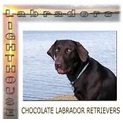 How does a chocolate labrador puppy come into being? Chocolate Lab Pups In Florida Home Facebook