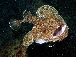 The Abyssopelagic Pesce Archeologia Natura