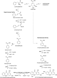 Image result for Psorospermum mechowii