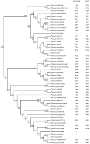 Image result for Rauvolfia mombasiana