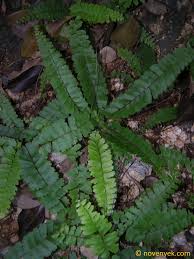 Image result for Asplenium normale