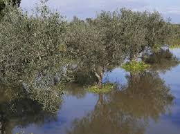 Image result for Aeschynomene elaphroxylon