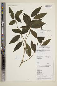 Image result for Eugenia capensis