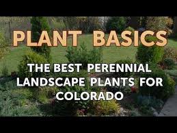 From douglas fir trees to zinnia flowers, cat murphy shares the 8 best plants to use in your colorado landscaping this spring. The Best Perennial Landscape Plants For Colorado Youtube
