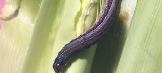 Trapezals is the first record on maize crop in ethiopia. Fall Armyworm Attack Dependence On Maize Hits Telangana Farmers Hard