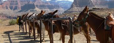 This grand canyon day tour has it all! Mule Train Operations Continue On Thanks To The Grand Canyon S Own Anderson Mann