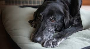 Why buy a puppy for sale if you can adopt and save a life? Pawsitive Ohio
