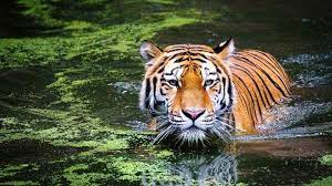 Maybe you would like to learn more about one of these? Waspadalah 8 Tafsir Mimpi Bertemu Harimau Dikejar Harimau Di Hutan Ada Ancaman Dari Luar Halaman 3 Tribun Jogja