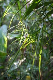 Image result for Scleria