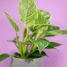 May 14, 2021 · before watering a philodendron, you should check the top inch of soil to make sure it is dry. Philodendron Birkin