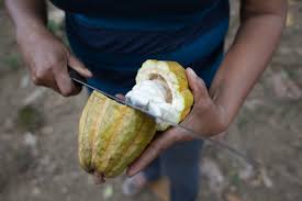 Resultado de imagen de fotos intermon cacao