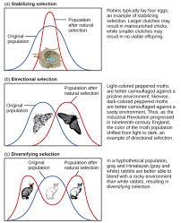 Messages from the stone age part 1 1 c: Adaptive Evolution Boundless Biology