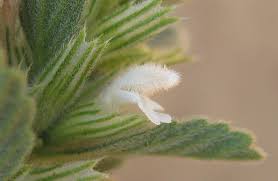 Image result for Leucas neuflizeana