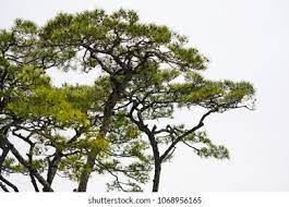 Jul 12, 2021 · see bfdi wiki for detailed canon info.gelatin is a male contestant in bfdia, idfb and battle for bfdi. Green Korean Pine Tree On White Stock Photo Edit Now 1068956165