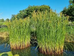 Image result for Cyperus karisimbiensis