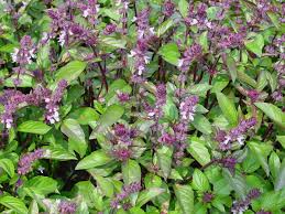 Image result for Ocimum basilicum