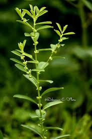 Image result for Phyllanthus maderaspatensis