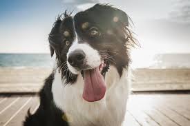 W czwartek, 26 sierpnia, przypada międzynarodowy dzień psa. Dzien Psa Kiedy Przypada I Jaka Jest Jego Historia Dzien Dobry Tvn Dzien Dobry Tvn