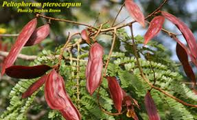 Image result for Peltophorum pterocarpum