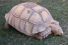 Sulcata Tortoise Care Sheet