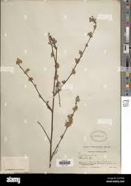 Image result for Indigofera brachynema