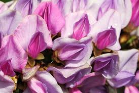 Image result for Millettia grandis