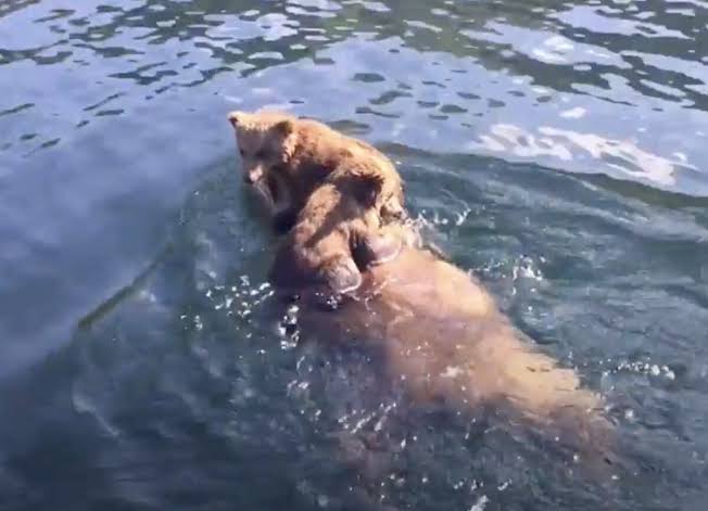 Grizzly Bear Cubs Ferried Across Lake On Momma's Back - Unofficial Networks