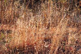 Image result for Aristida adoensis