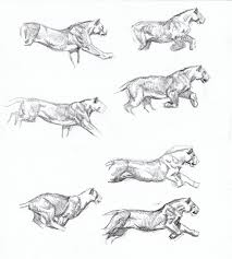 Sabertooth Diaries 3 Big Cat Action Sketches Dessins Drawings Animal Drawings Animal Sketches