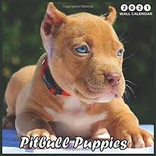 Pitbull Puppies 2021 Wall Canlendar Beautiful Pitbull Puppies 2021 Calendar 8 5 X 8 5 Glossy Finish Printing Calendars 9798553445317 Amazon Com Books Pictures of isabella a pit bull terrier for adoption in new york, ny who needs a loving home. pitbull puppies 2021 wall canlendar