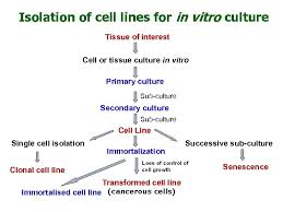 Cultured animal cells are used in recombinant dna technology, genetic manipulations and in a variety of industrial processes with economic potential. Animal Cell Tissue And Organ Culture What