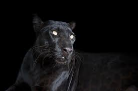 Picture Of Katrina A Federally Endangered Black Phased African Leopard Panthera Pardus Pardus At Th Alabama Gulf Coast Zoo African Leopard Panthera Pardus