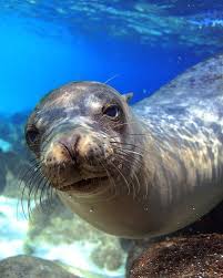 Symbolic Meaning Of Seals Sea Lions And Selkies On Whats Your Sign Animals Sea Lion Lion Love