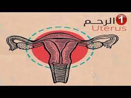 مكونات الجهاز التناسلي الأنثوي youtube home decor decals decor home decor