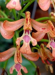 Image result for Cynorkis symoensii