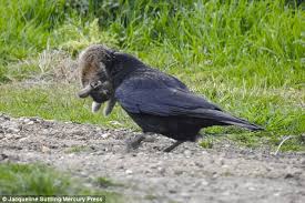 Crows eat all kinds of birds. Essex Crow Swoops Down To Kill Rabbit Before Flying Off Daily Mail Online