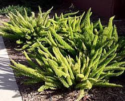 Tough and easy to care for, it is excellent in containers and mass plantings. Asparagus Densiflorus Myers At San Marcos Growers