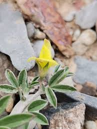 Image result for Lotononis laxa