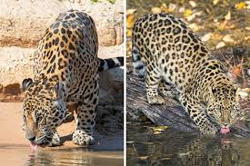 Maybe you would like to learn more about one of these? Jaguar Vs Leopard How To Tell Them Apart The Wildlife Diaries
