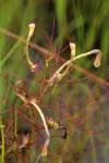 Image result for Rhamphicarpa brevipedicellata
