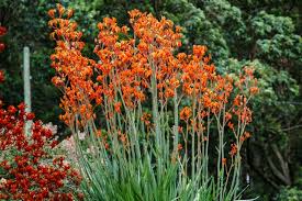 Image result for Anigozanthos