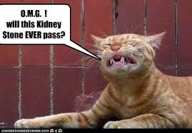 Posts About Urology On Kidney Stones Funny Kidney Stone Meme Cat Kidney