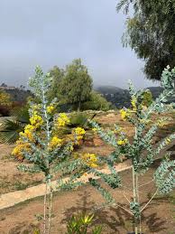 Image result for Acacia podalyriifolia