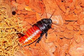 Thorax and body neet notes | edurev notes for neet is made by best teachers who have written some of the best books of neet. Respiratory System Creates One Way Airflow Biological Strategy Asknature