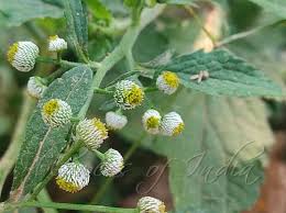 Image result for Dichrocephala