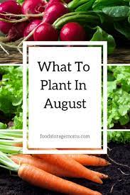Have You Been Wondering What To Plant In August Can You Believe The Price Of Groceries They Just Keep Going Plants Backyard Vegetable Gardens Planting Herbs