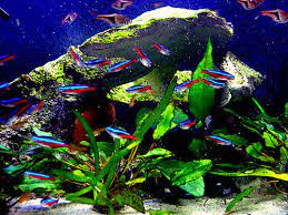 This colorful freshwater fish has one of the more unique patterns out there. Stocking Your Tank With Schooling Fish Ratemyfishtank Com